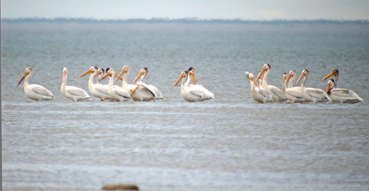 American White Pelican - ML621033674