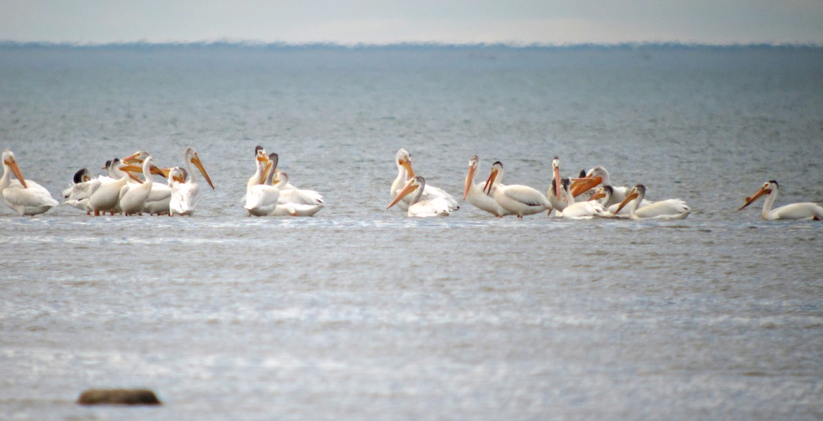 American White Pelican - ML621033675