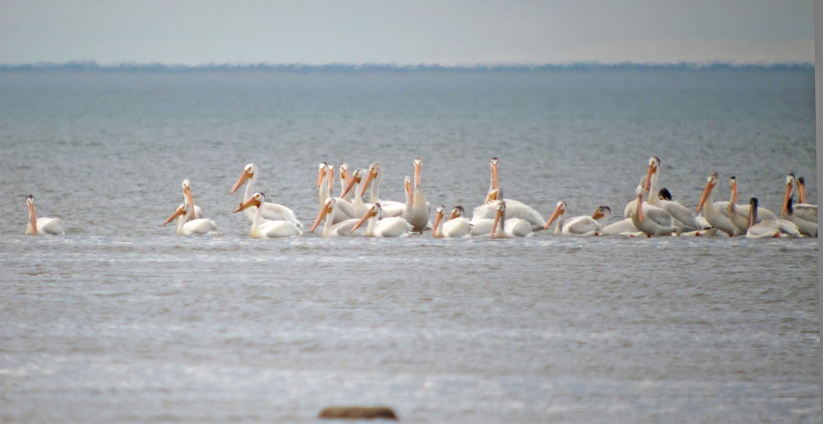 American White Pelican - ML621033676