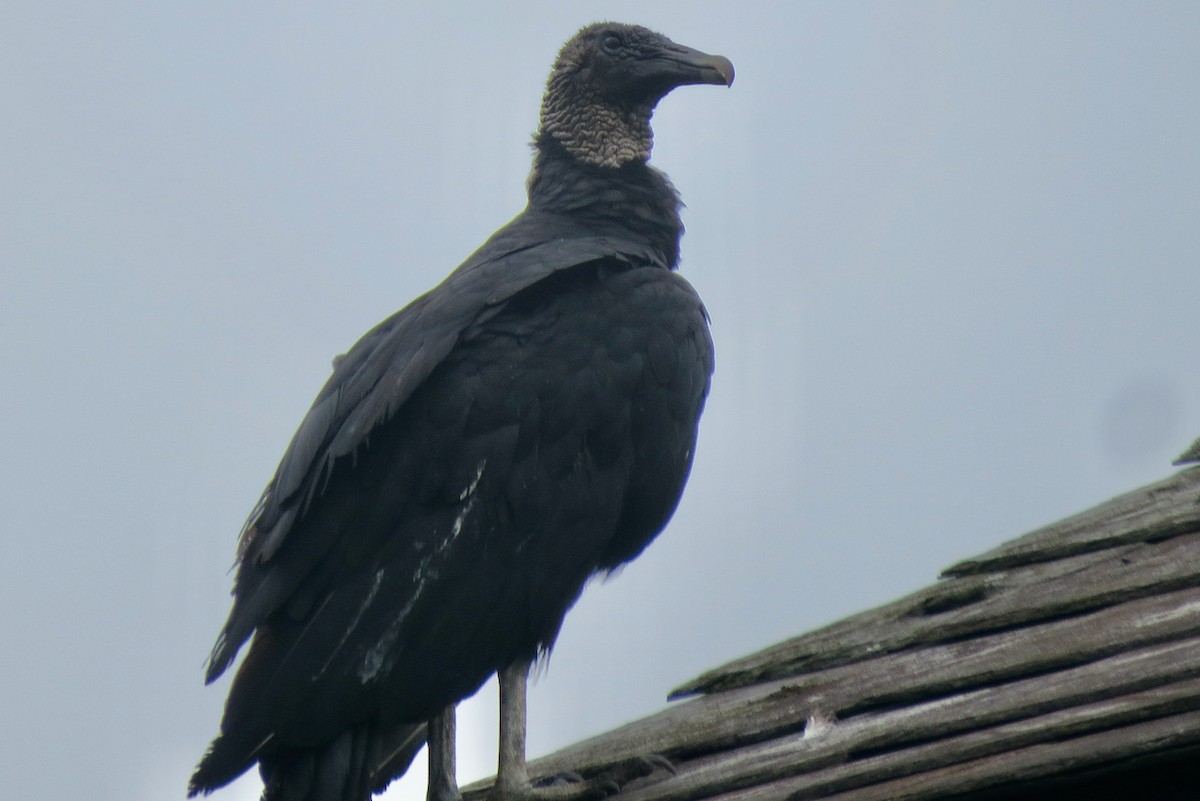 Black Vulture - ML621033678