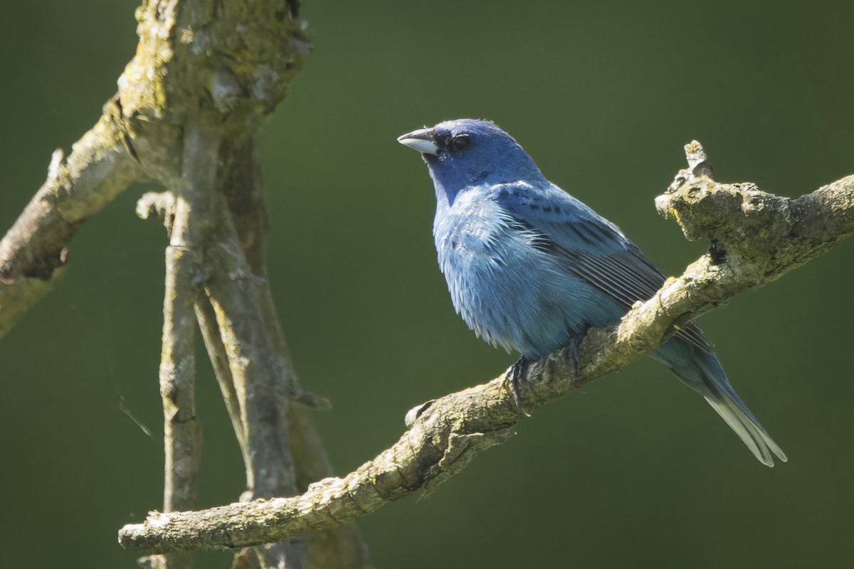 Indigo Bunting - ML621033681