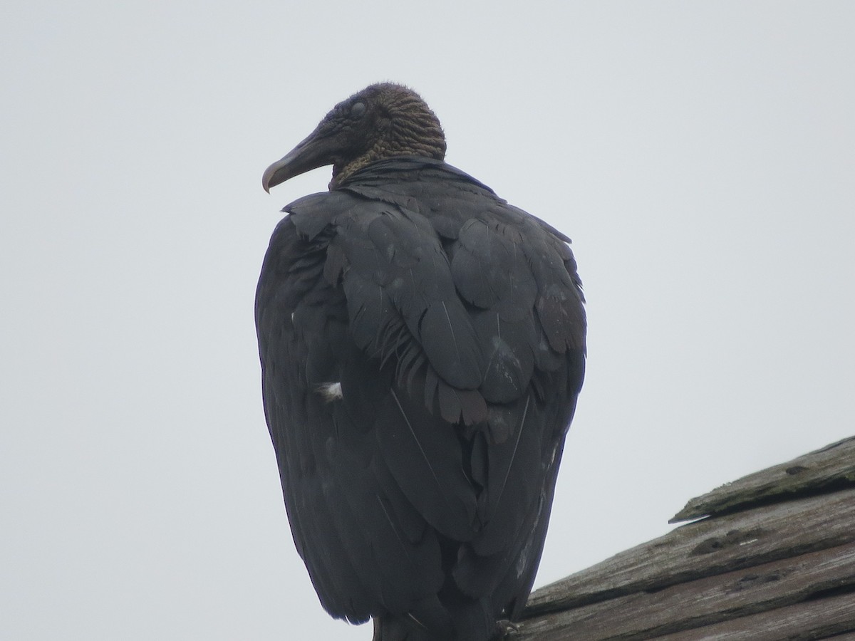 Black Vulture - ML621033684