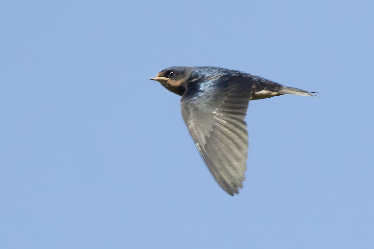 Barn Swallow - ML621033696