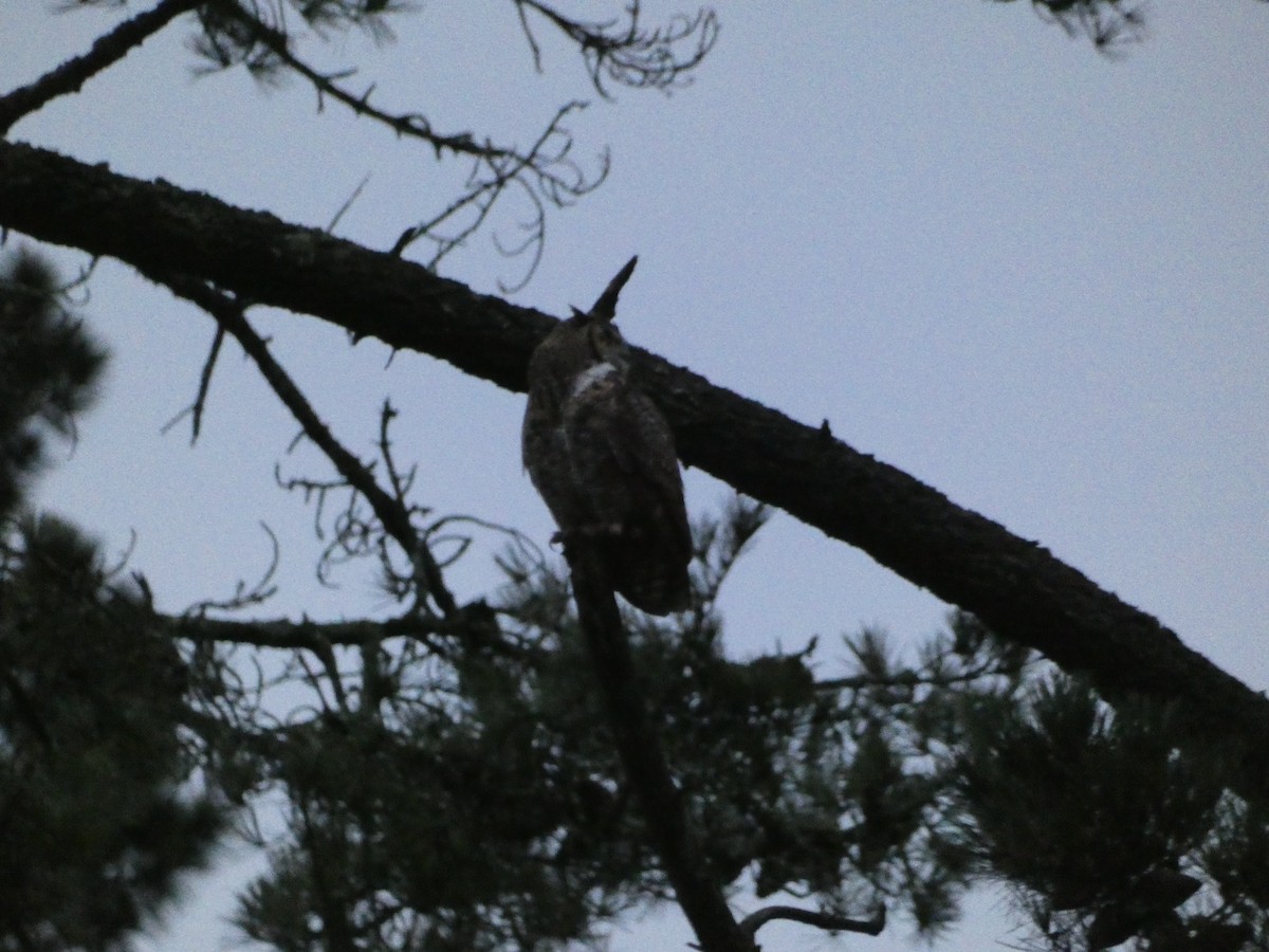 Great Horned Owl - ML621033707