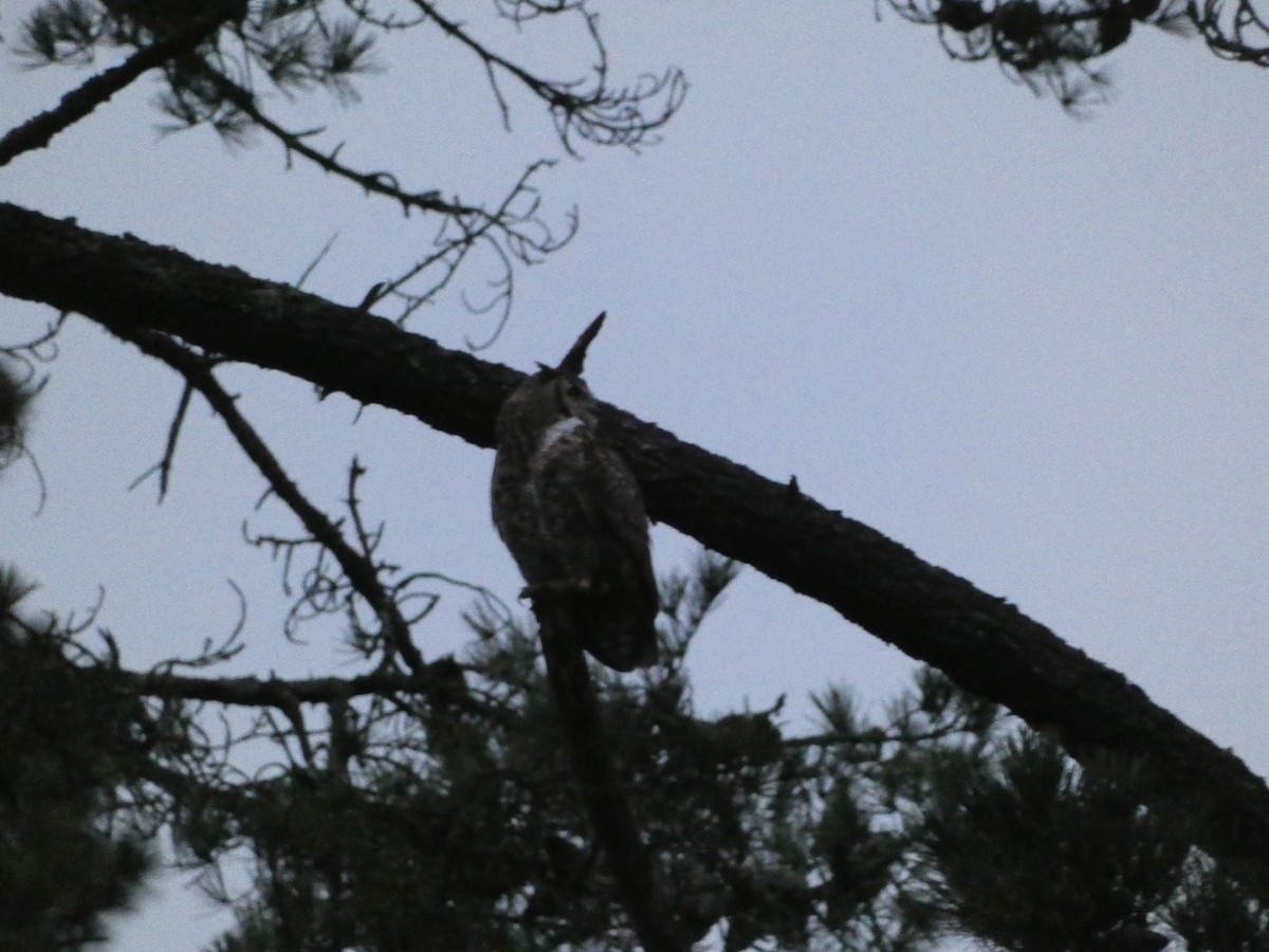 Great Horned Owl - ML621033708