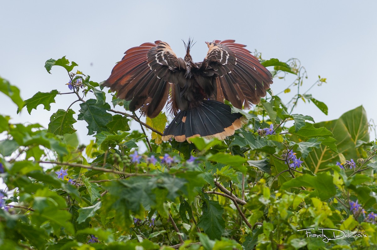 Hoatzin - ML62103371