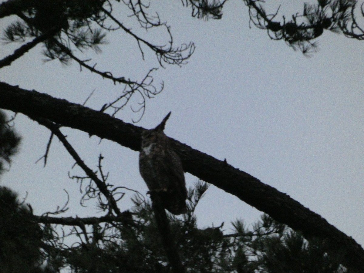 Great Horned Owl - ML621033710