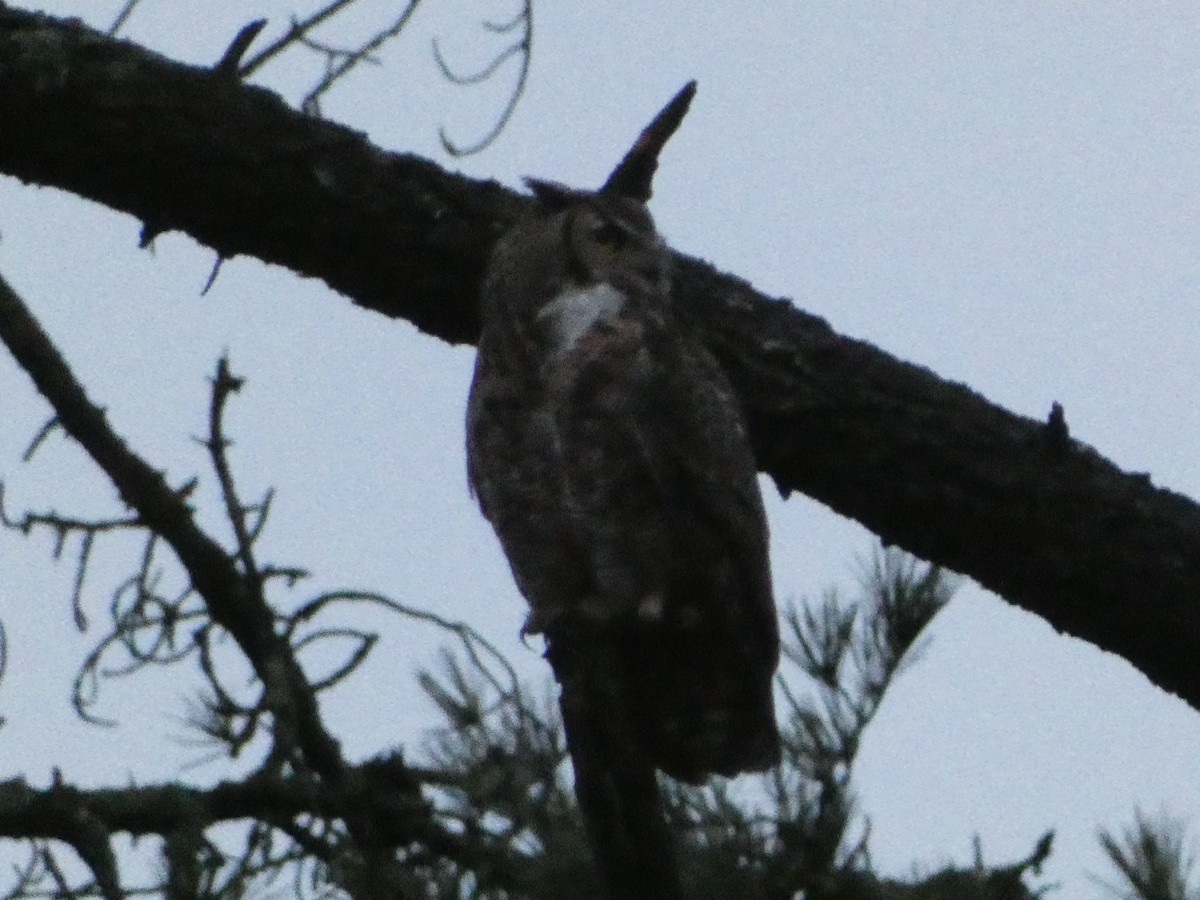 Great Horned Owl - ML621033711