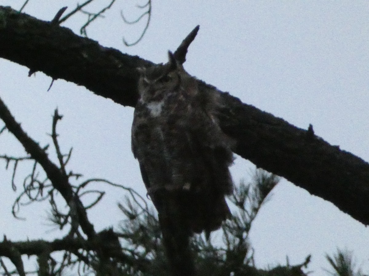 Great Horned Owl - ML621033712