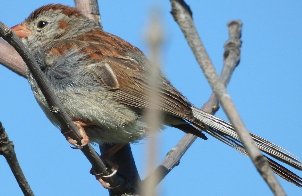 Field Sparrow - ML621033723