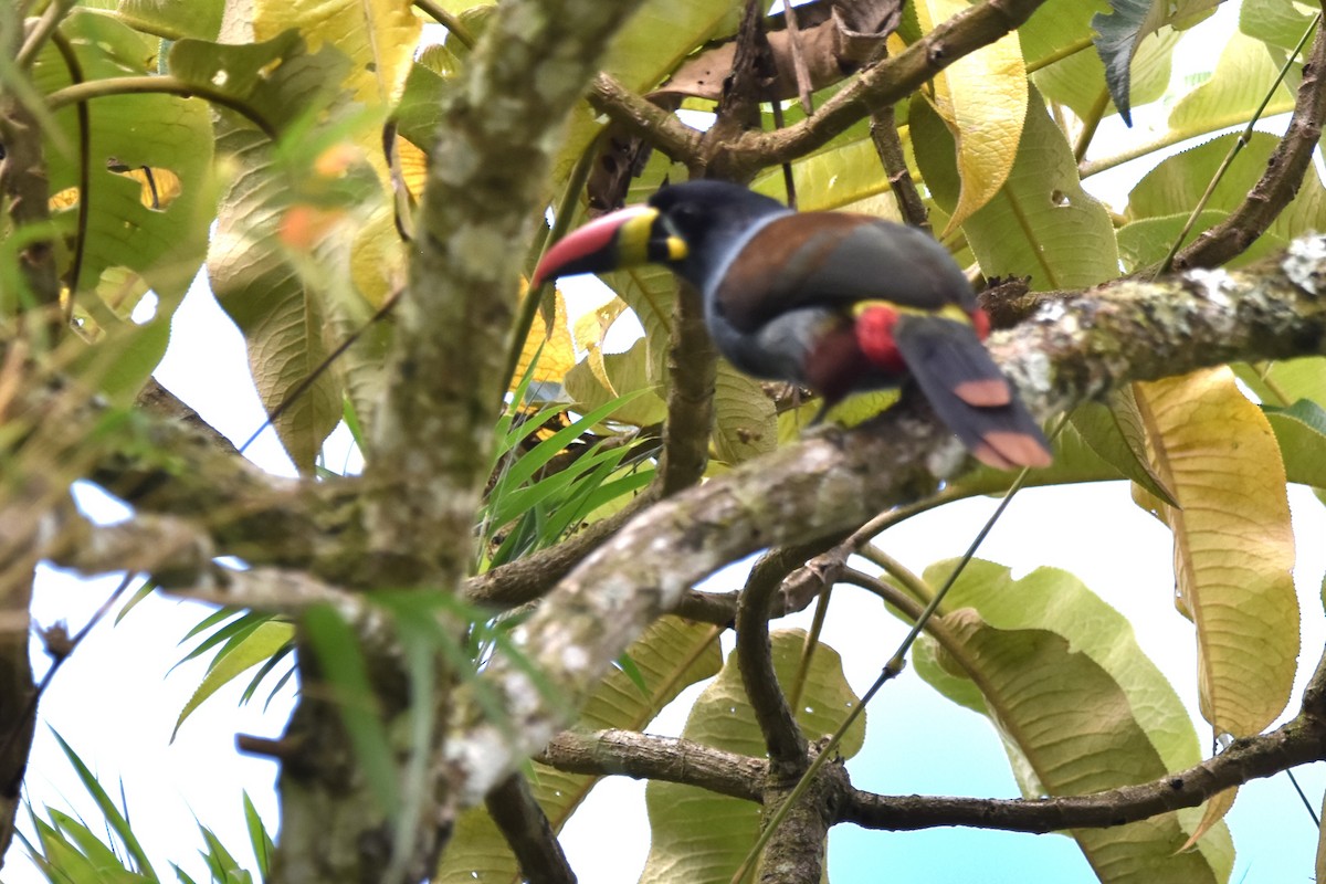 Gray-breasted Mountain-Toucan - ML621033729