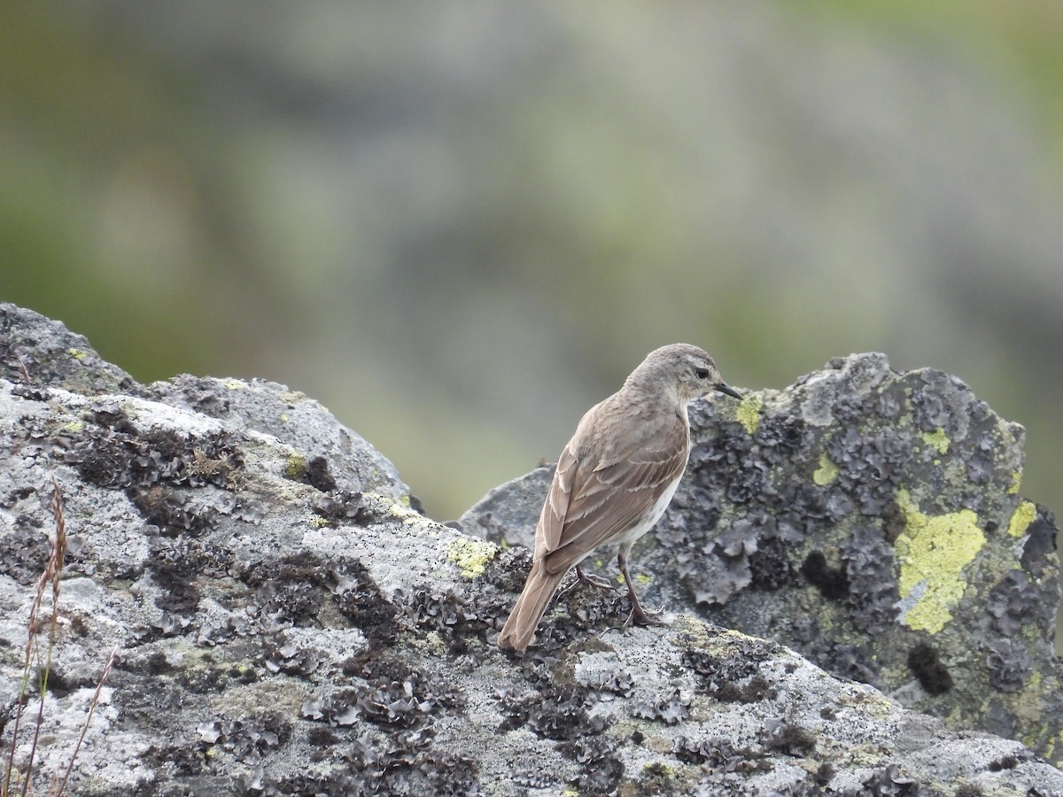 Water Pipit - ML621033733