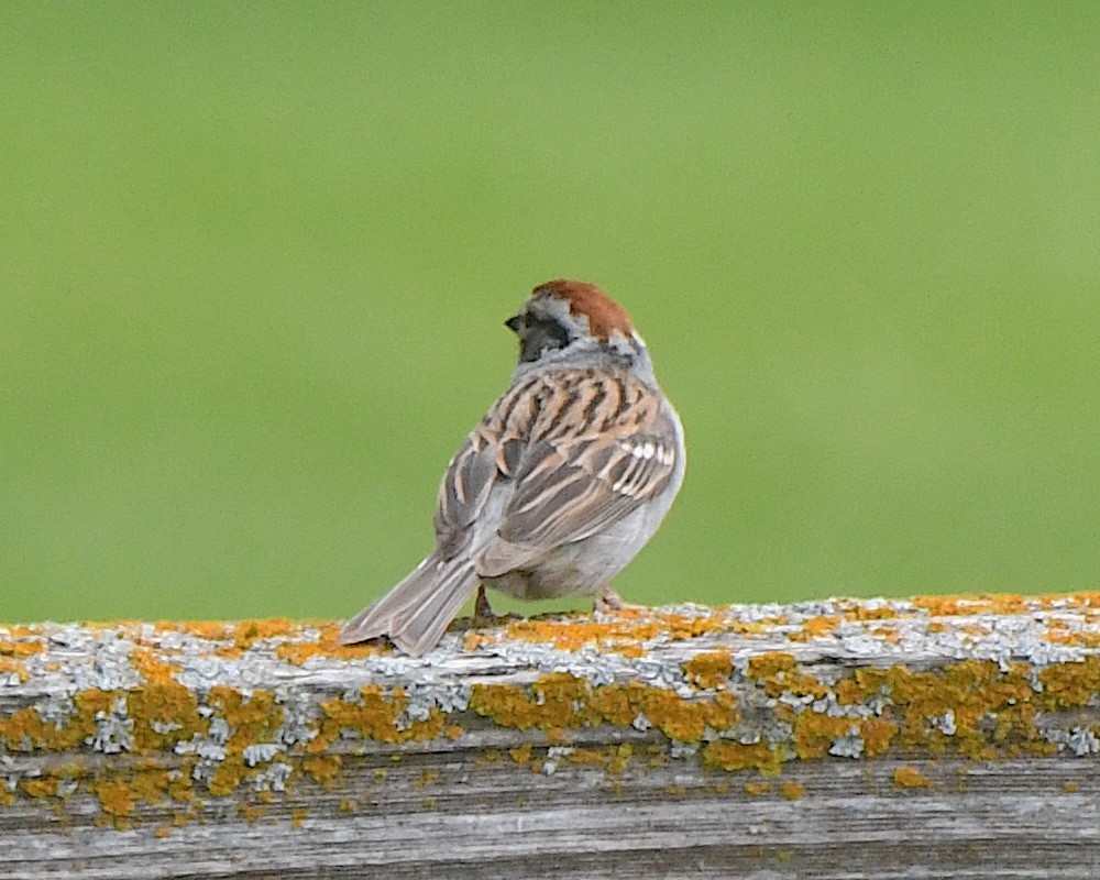 Chipping Sparrow - ML621033737