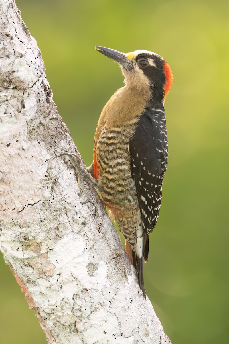 Black-cheeked Woodpecker - ML621033739