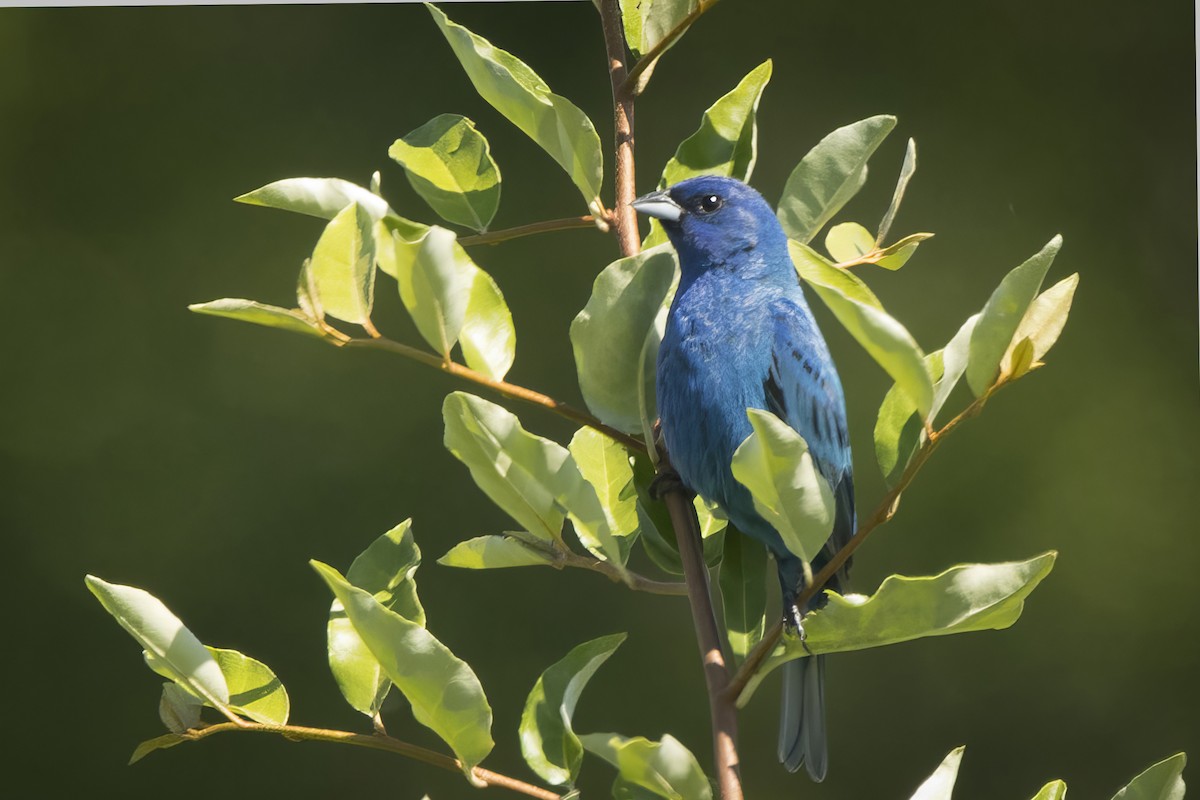 Indigo Bunting - ML621033756