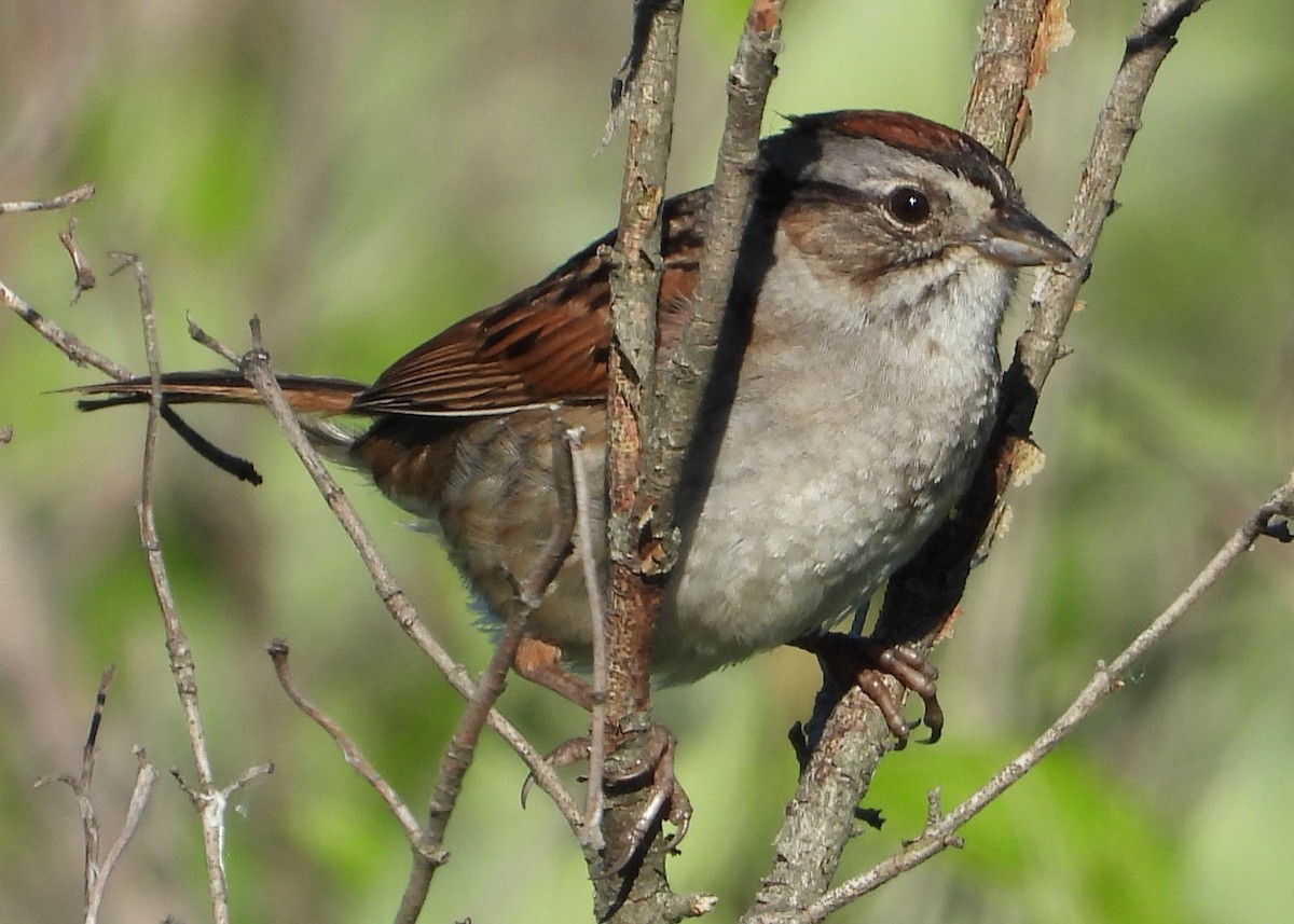 Swamp Sparrow - ML621033760