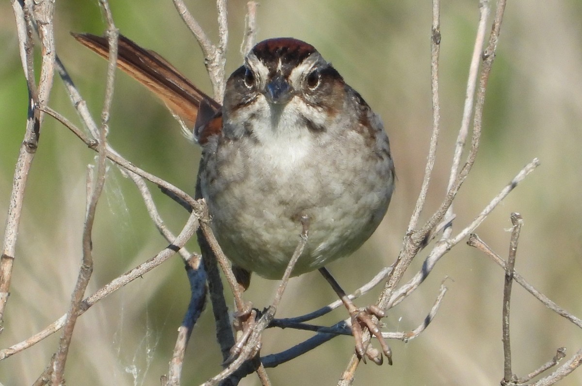 Swamp Sparrow - ML621033761