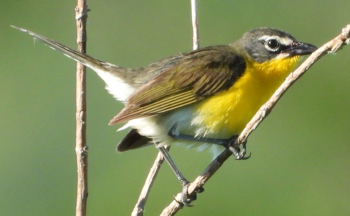 Yellow-breasted Chat - ML621033768