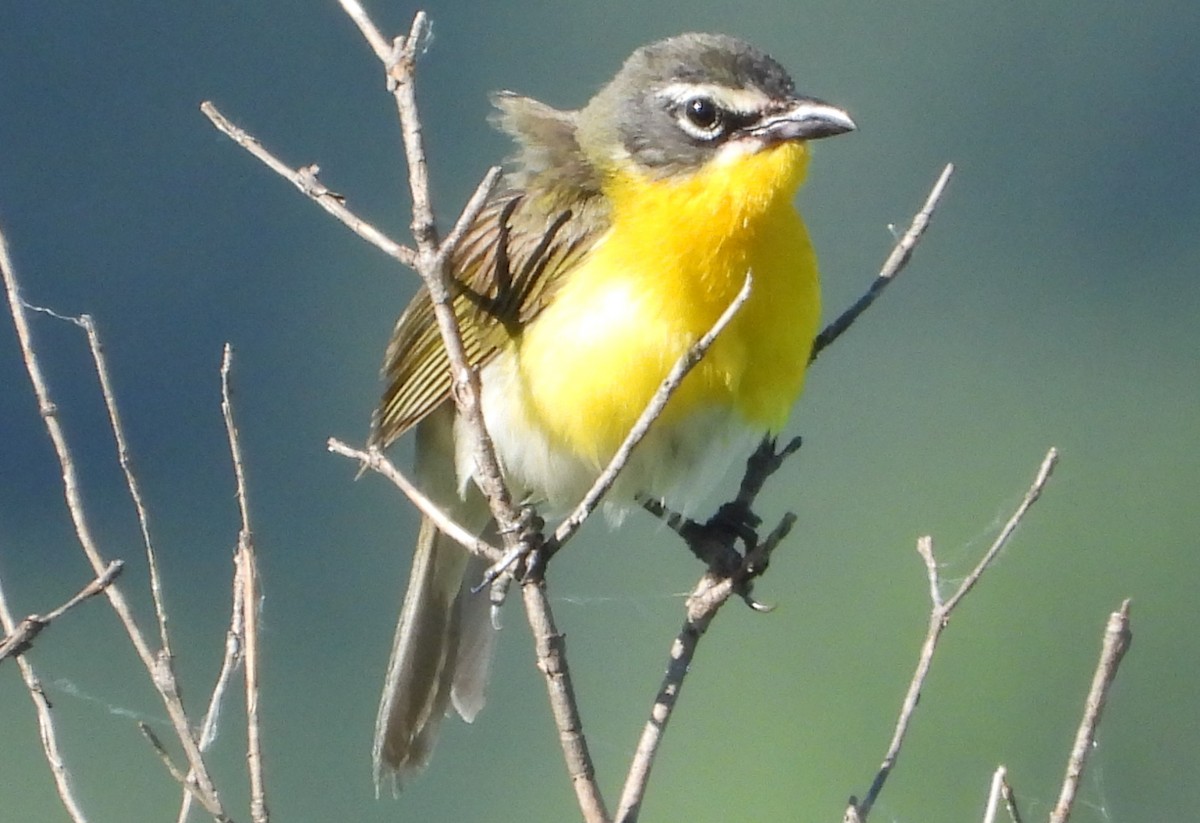 Yellow-breasted Chat - ML621033769