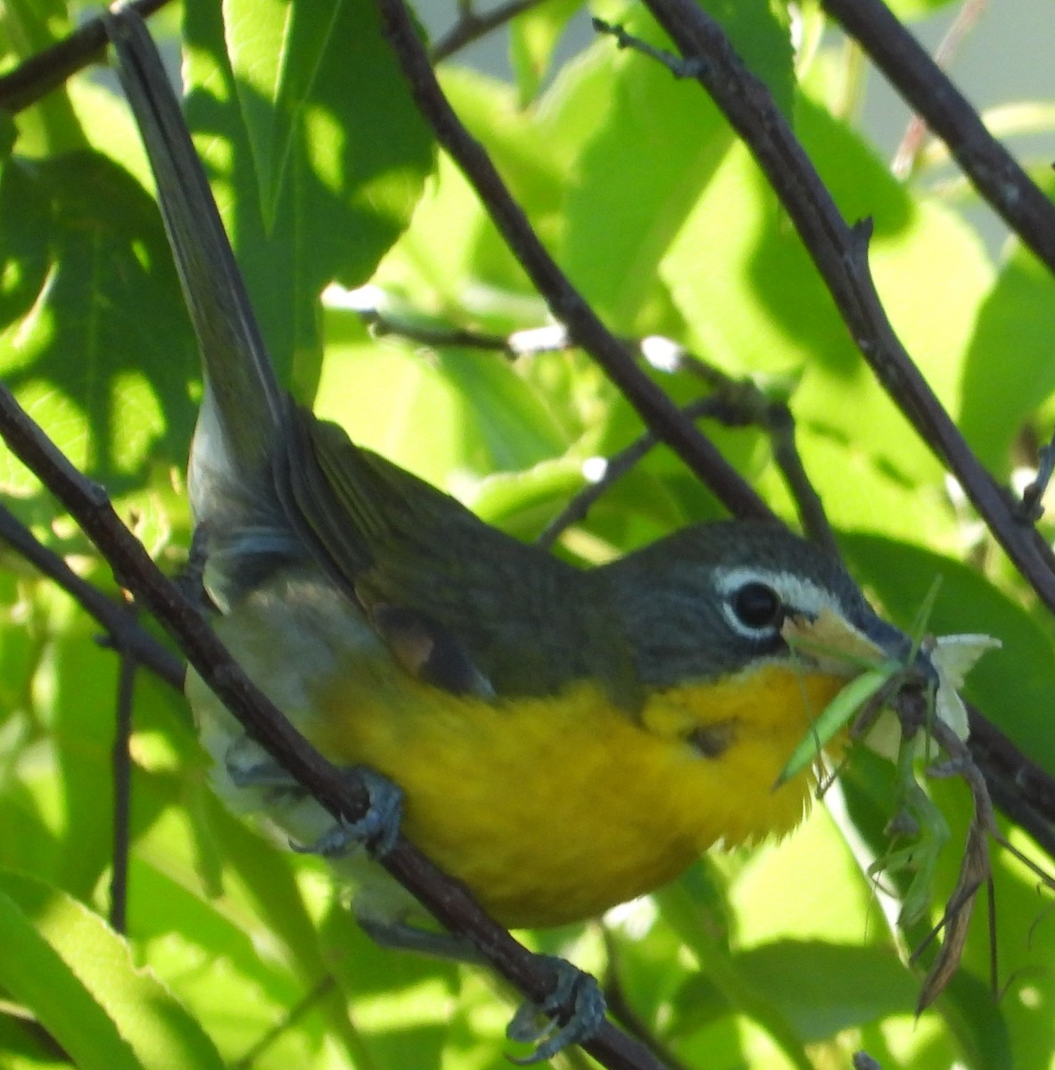 Yellow-breasted Chat - ML621033770