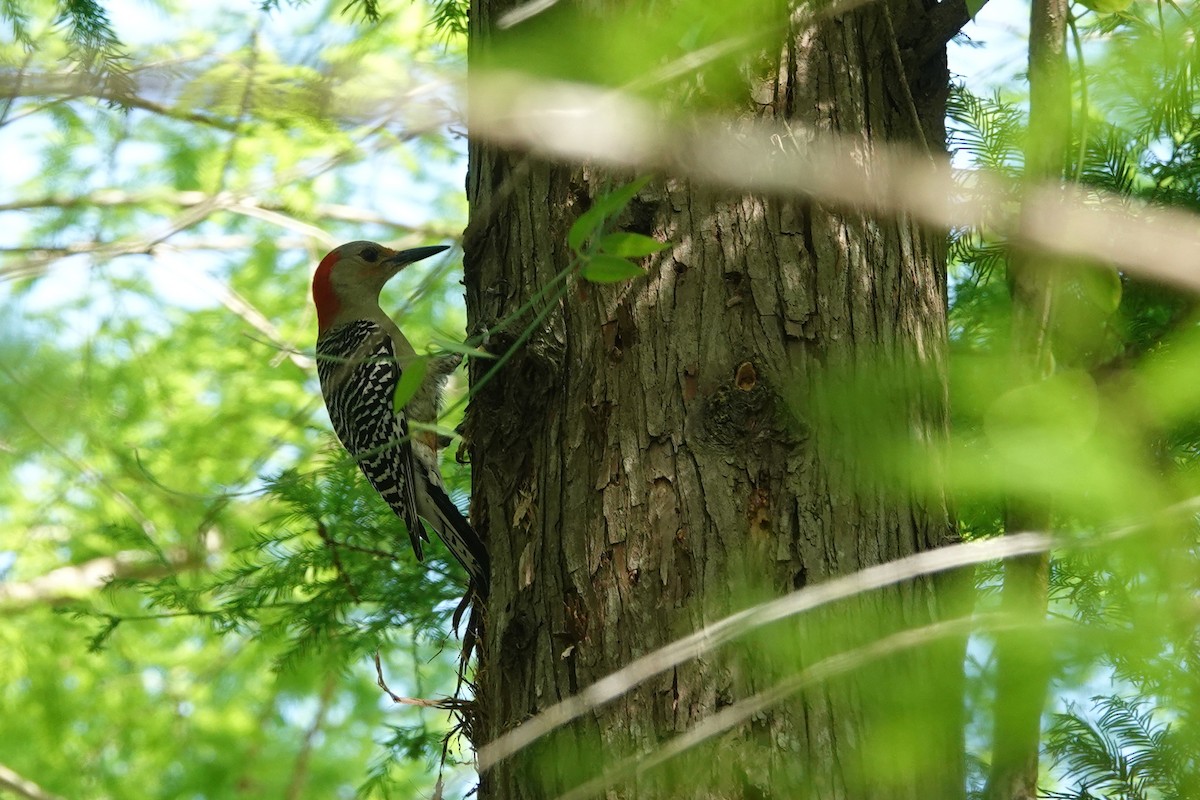 Red-bellied Woodpecker - ML621033782