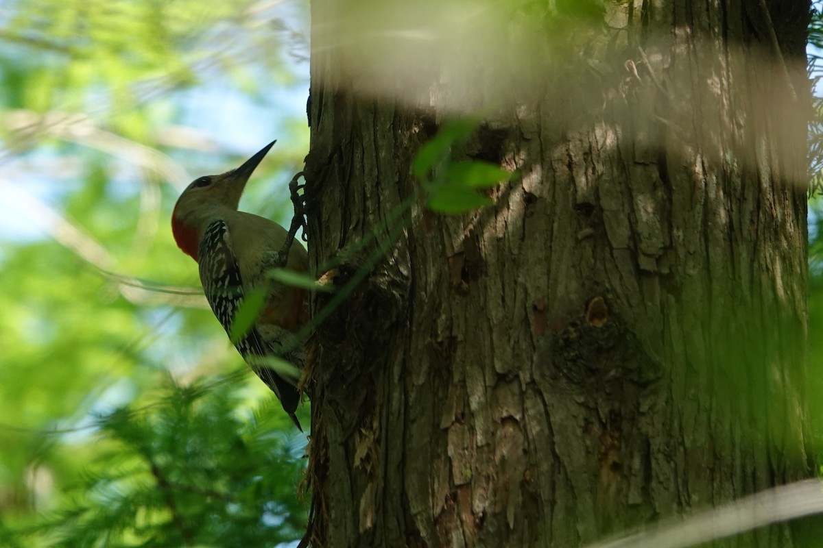 Red-bellied Woodpecker - ML621033785