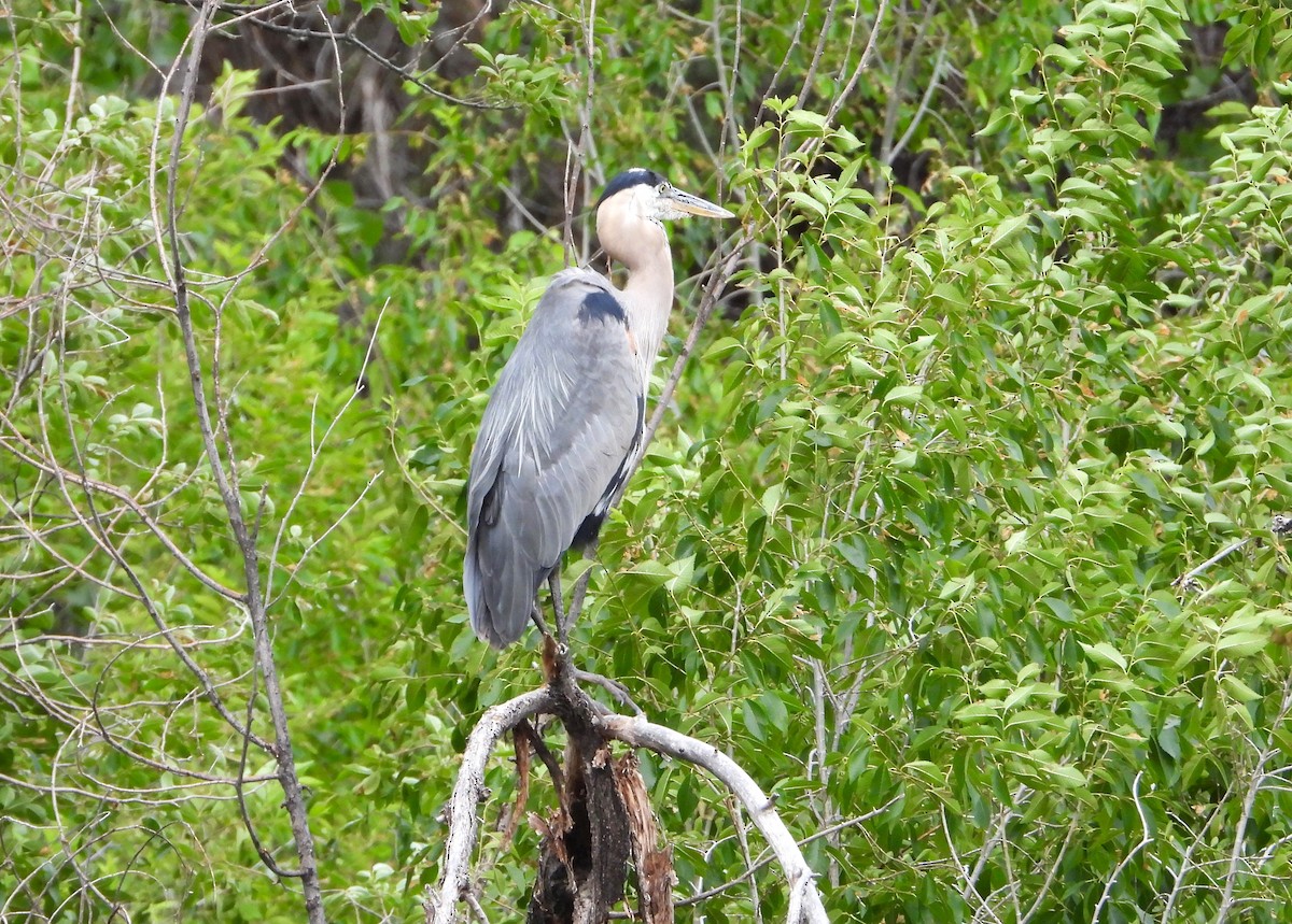 Great Blue Heron - ML621033813
