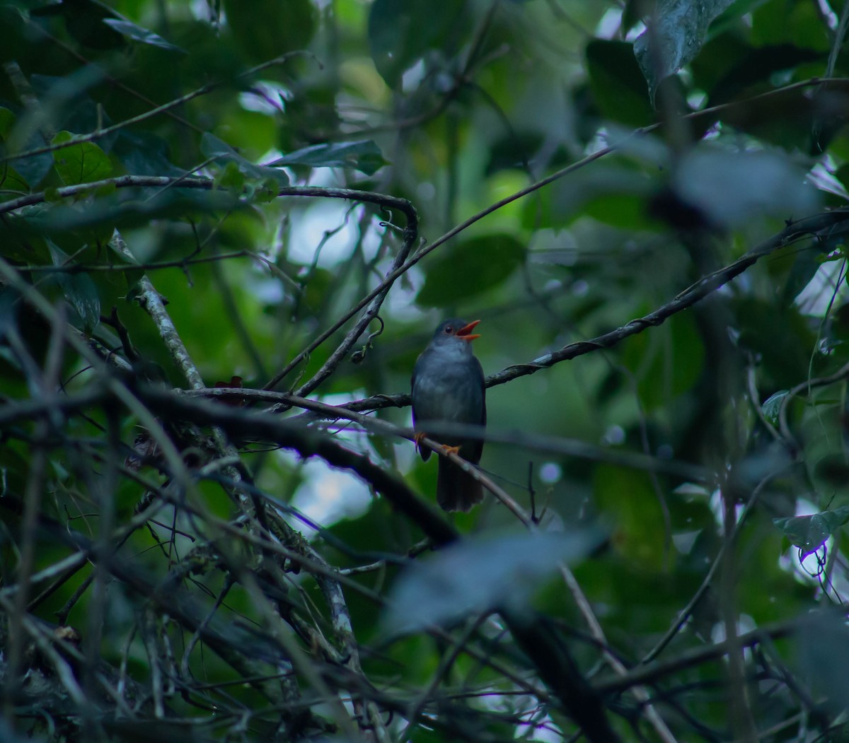 Orange-billed Nightingale-Thrush - ML621033816