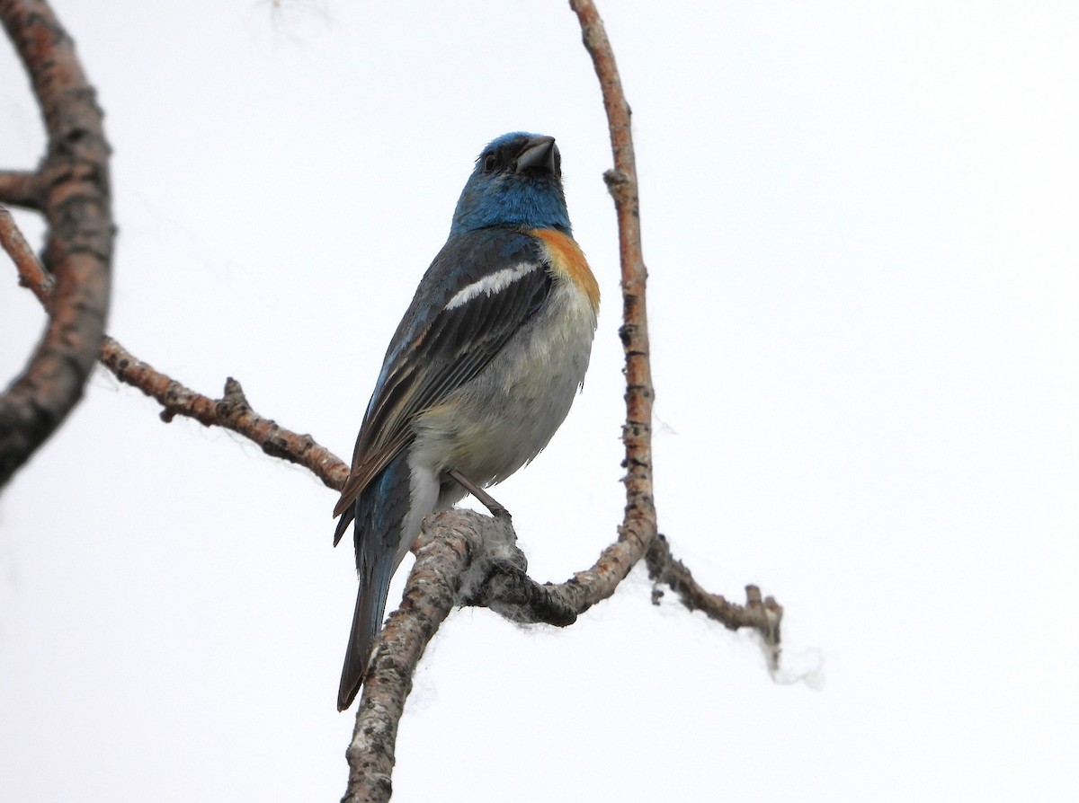 Lazuli Bunting - ML621033827