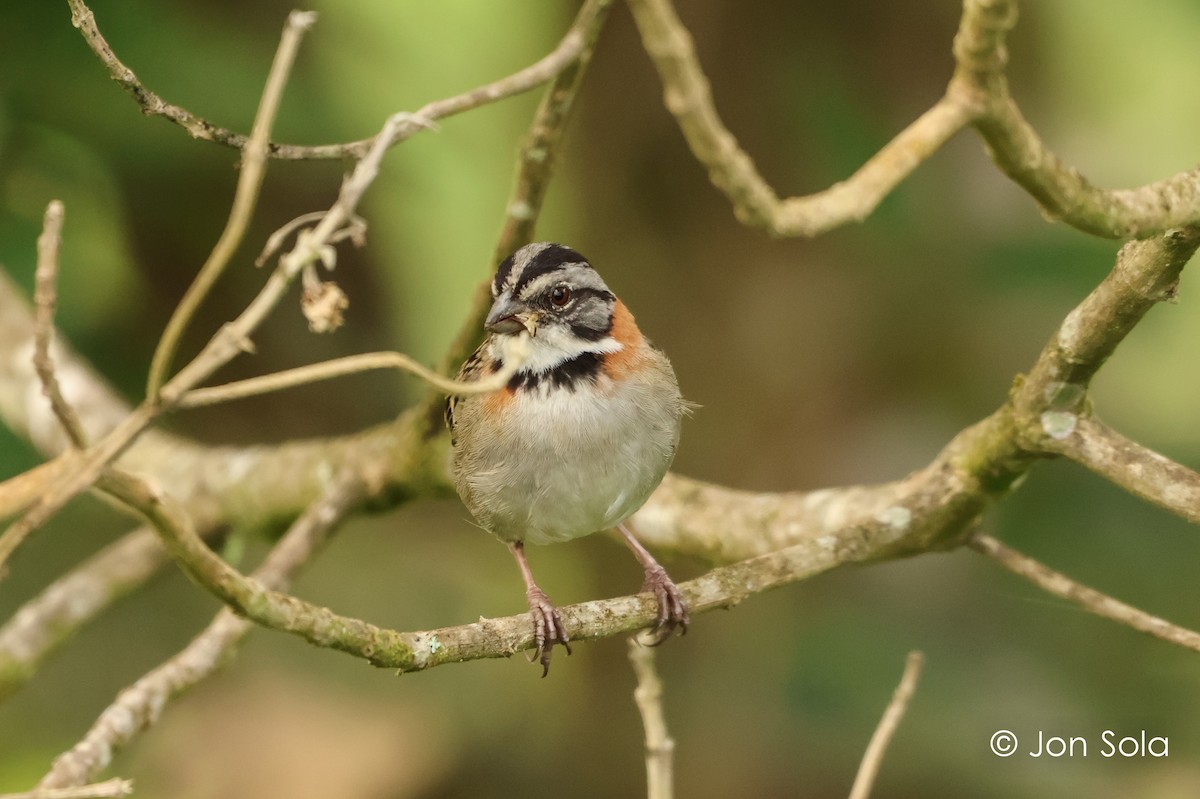Rufous-collared Sparrow - ML621033835