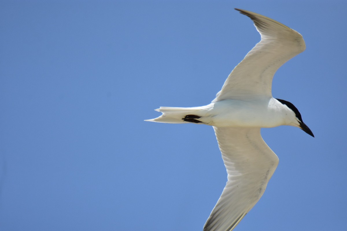 Gull-billed Tern - ML621033858