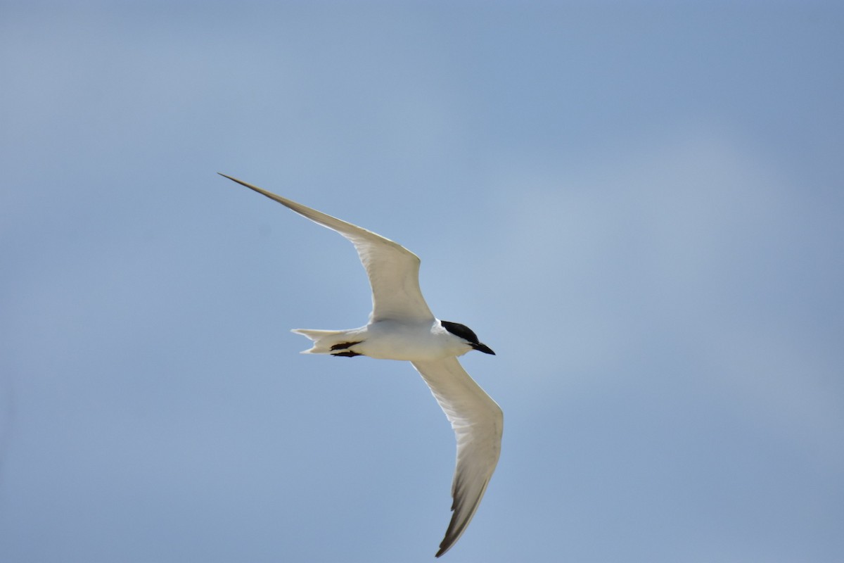 Gull-billed Tern - ML621033859
