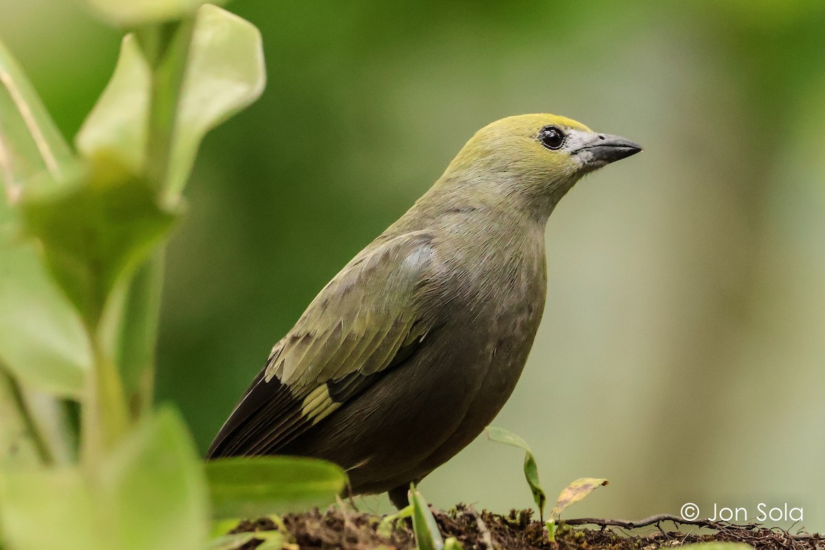 Palm Tanager - ML621033879