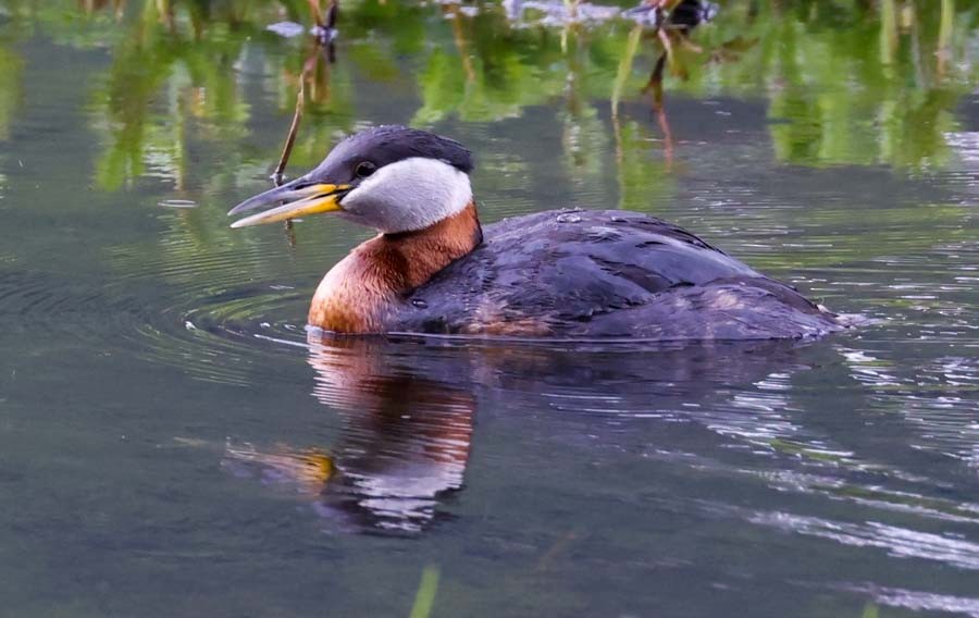 Red-necked Grebe - ML621033880