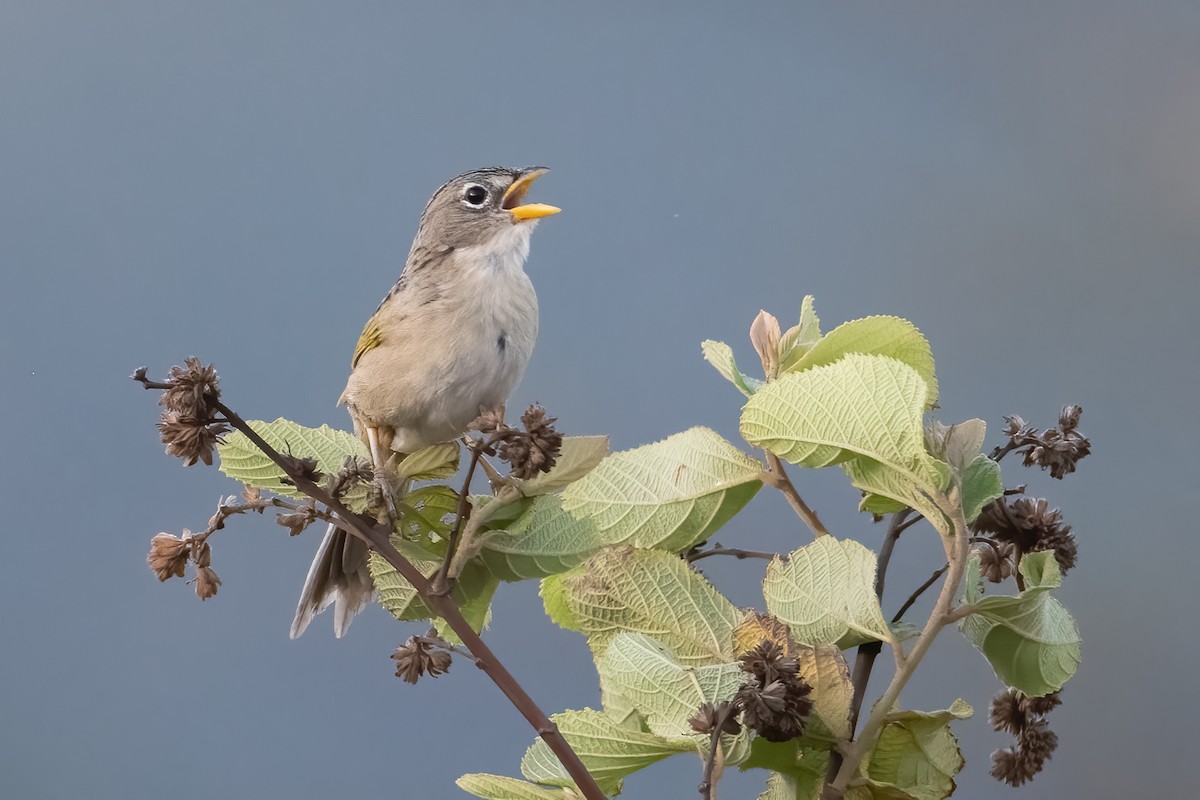 Wedge-tailed Grass-Finch - ML621033933