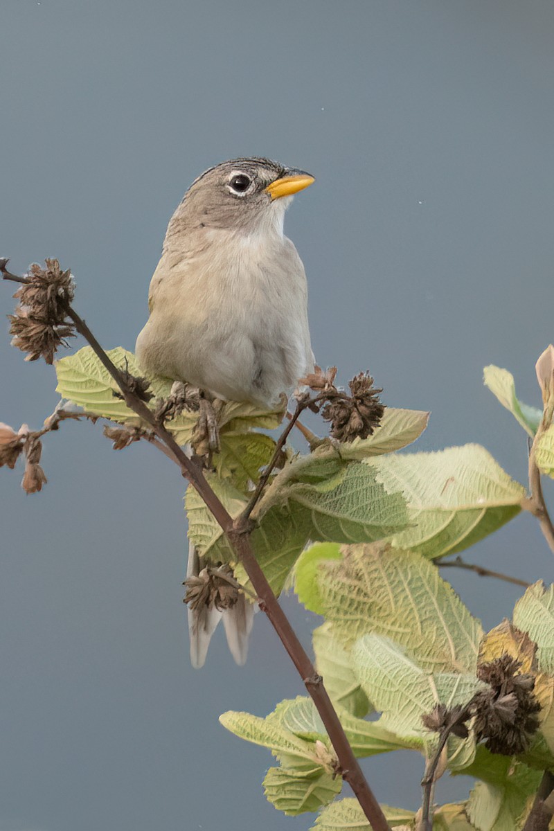 Wedge-tailed Grass-Finch - ML621033934