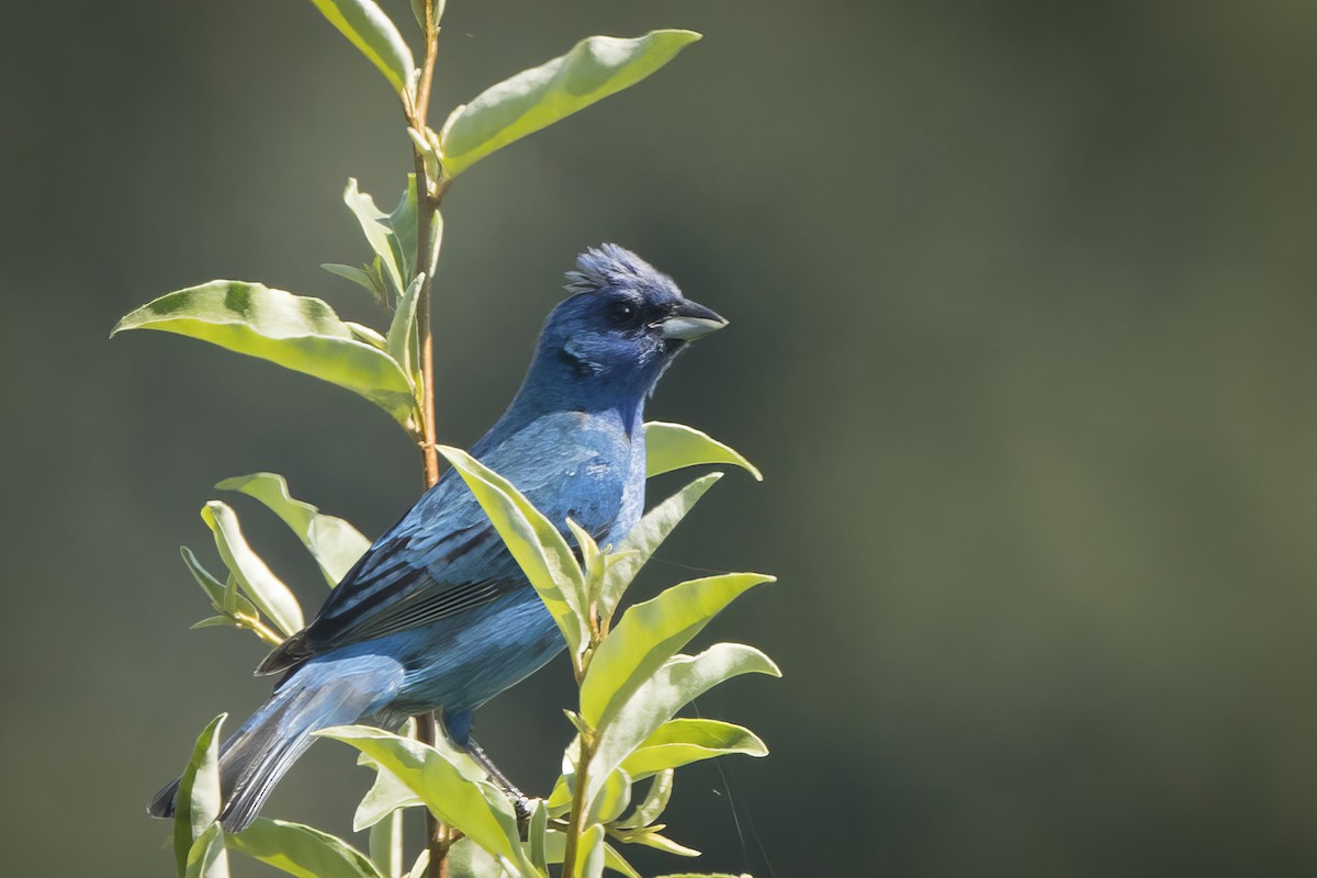 Passerin indigo - ML621033935