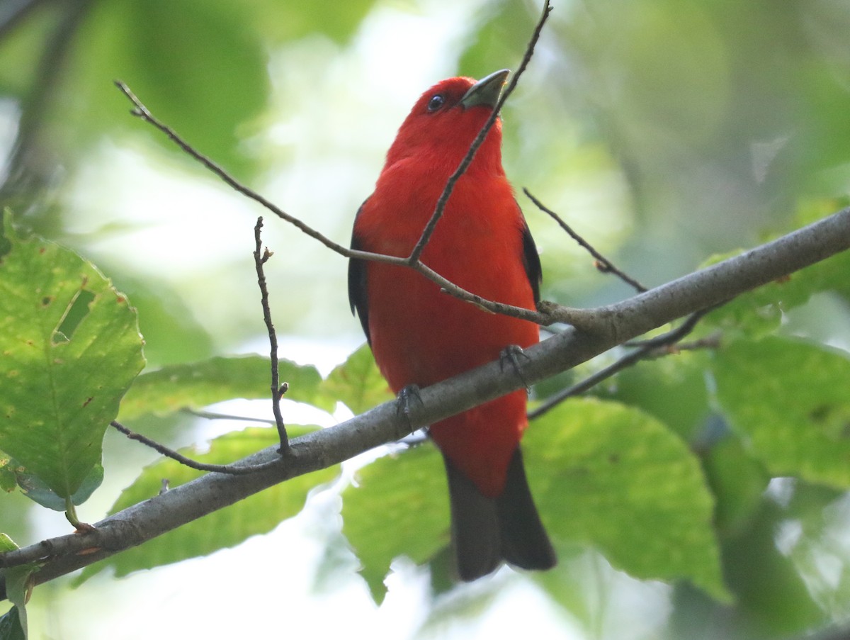 Scarlet Tanager - ML621034006