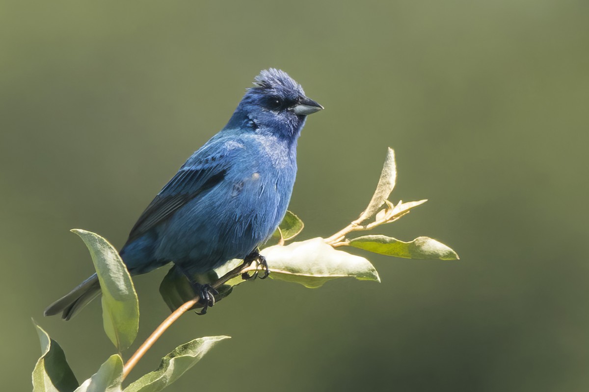 Indigo Bunting - ML621034008