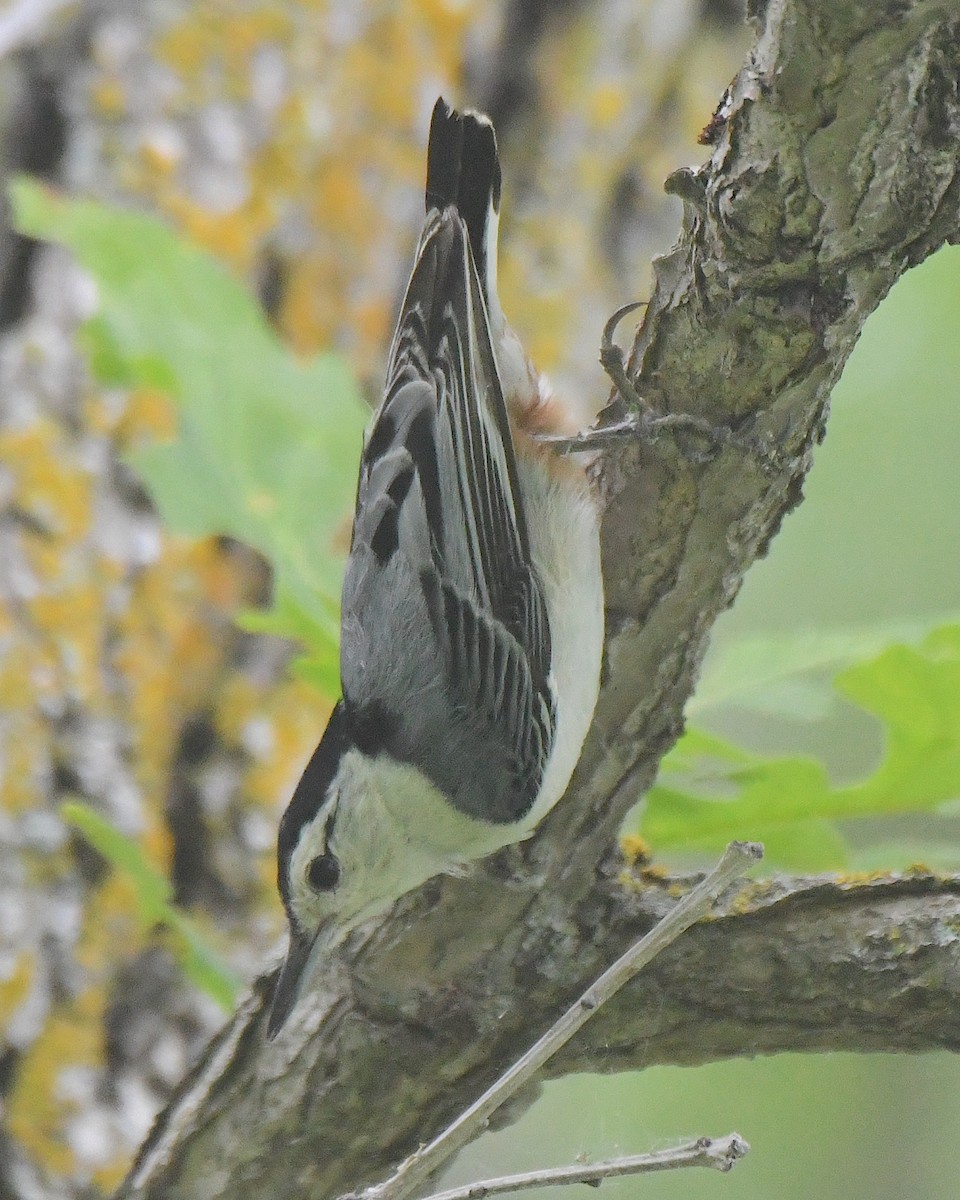 White-breasted Nuthatch (Eastern) - ML621034009