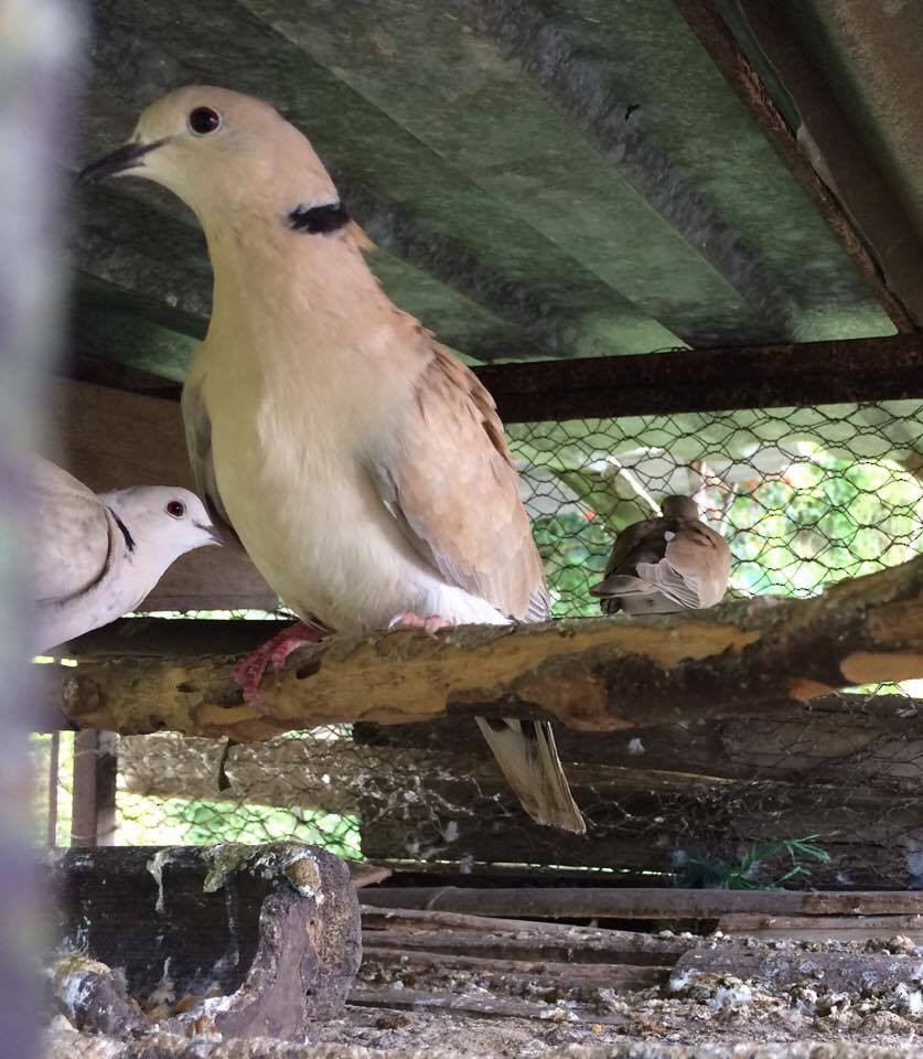 African Collared-Dove (Domestic type or Ringed Turtle-Dove) - Duván Andrés  García Ramírez