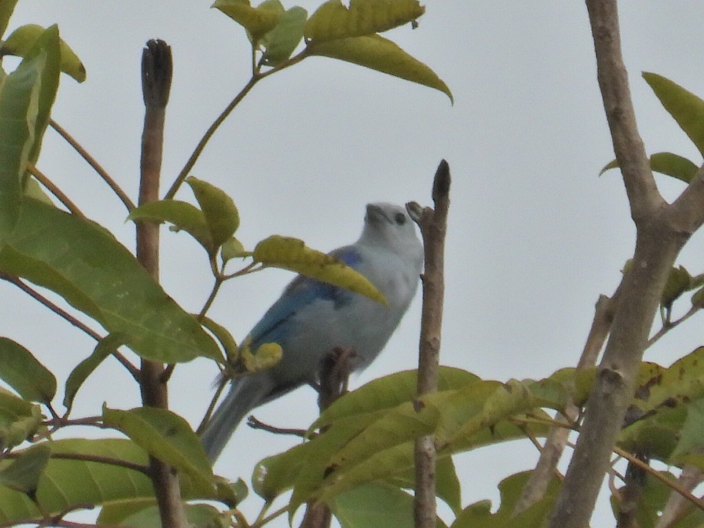 Blue-gray Tanager - ML621034014