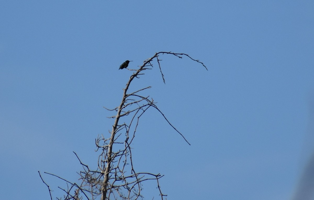 Ruby-throated Hummingbird - ML621034056