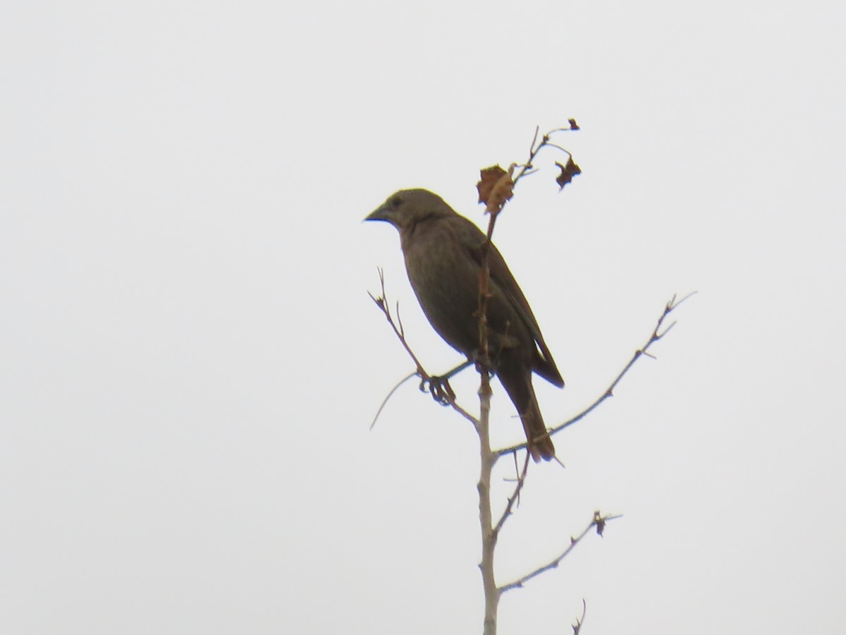 Brown-headed Cowbird - ML621034064