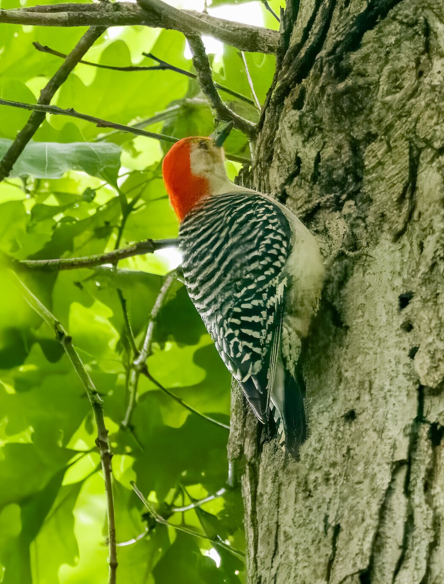 Red-bellied Woodpecker - ML621034121
