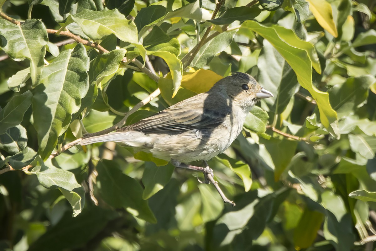 Passerin indigo - ML621034154