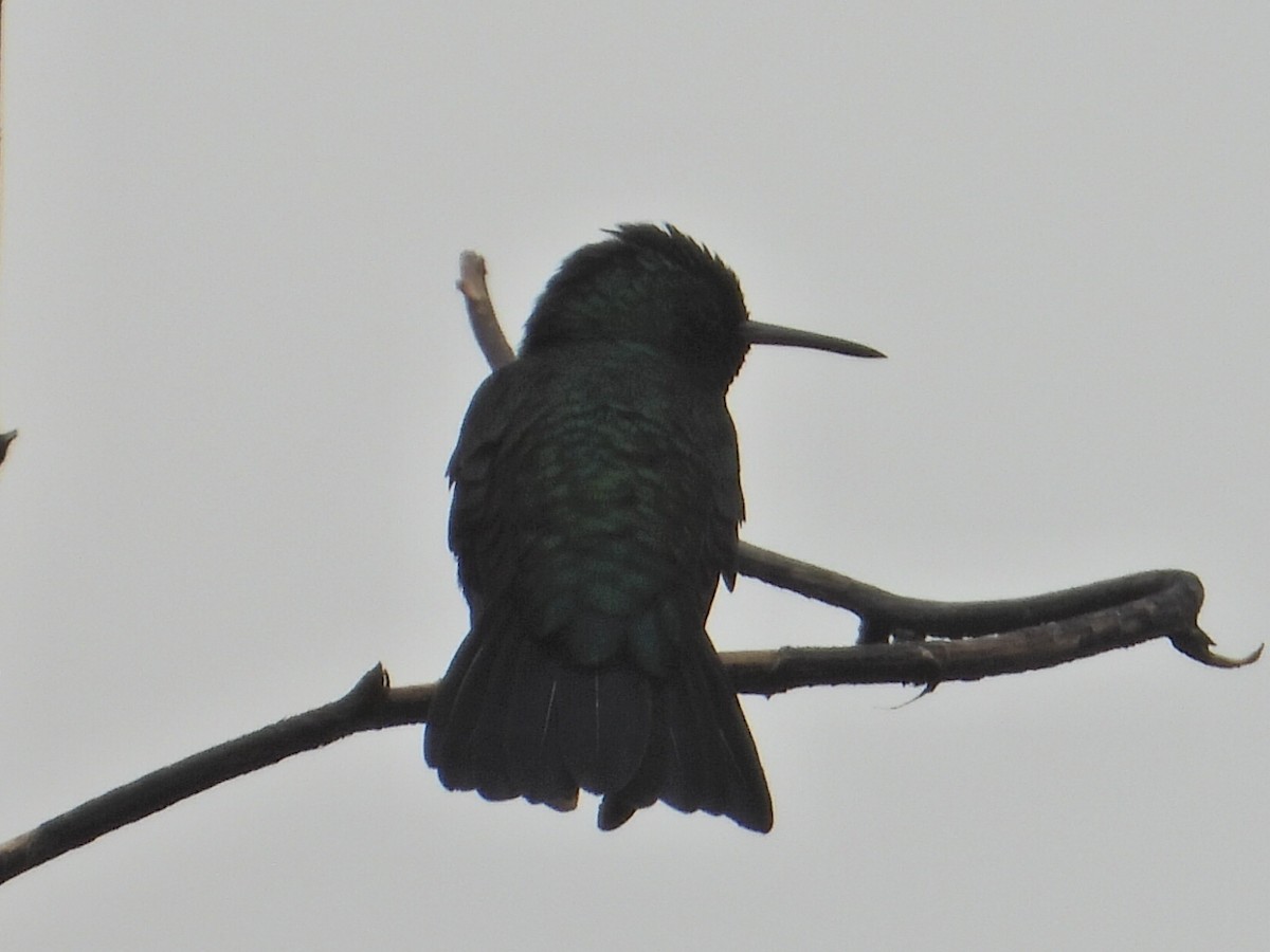 kolibřík modroocasý - ML621034162