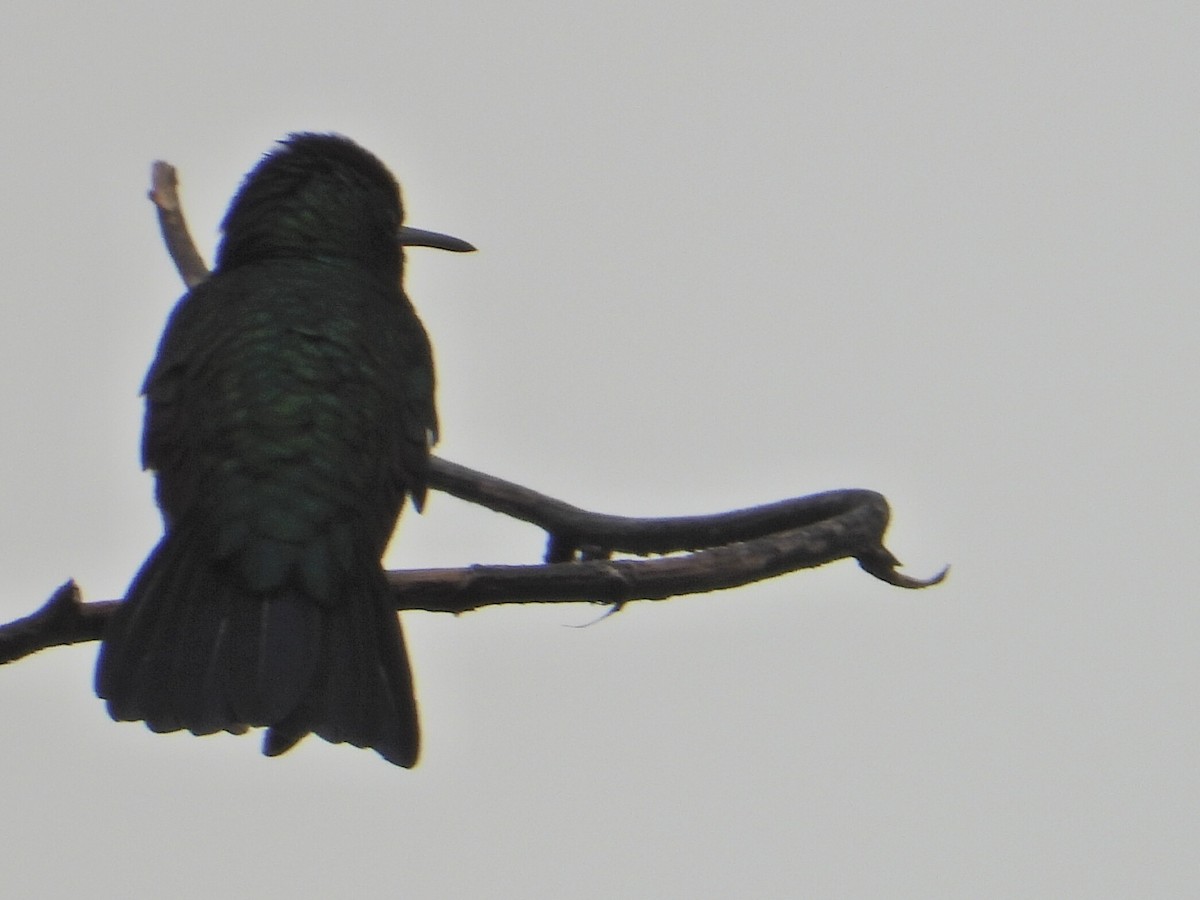 kolibřík modroocasý - ML621034163