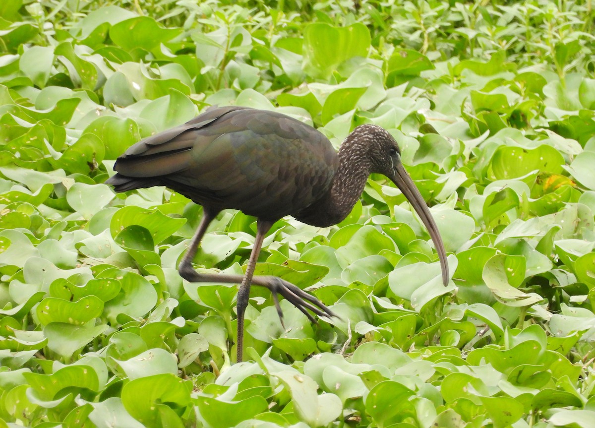 ibis hnědý - ML621034187