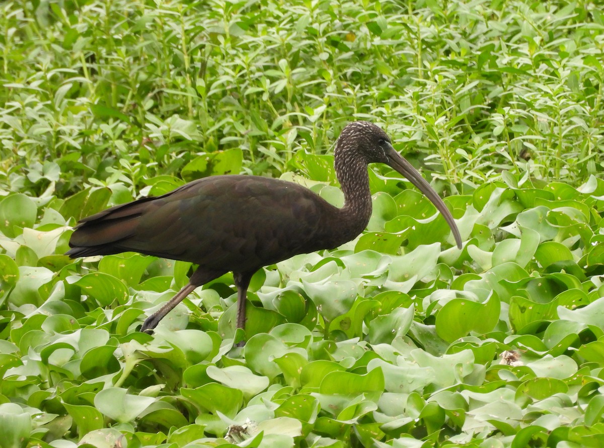 ibis hnědý - ML621034188